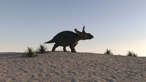 Framed Triceratops Walking across a Barren Landscape 1 Print