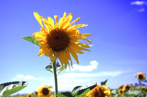 Framed Sunflower Print