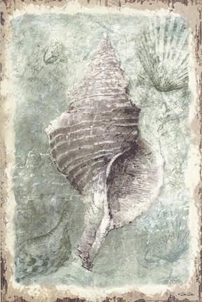 Framed Seashell Print
