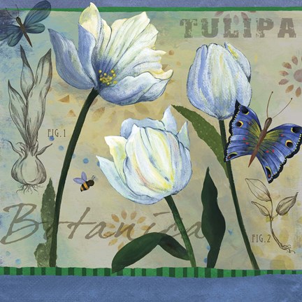 Framed Tulipa Botanica Print