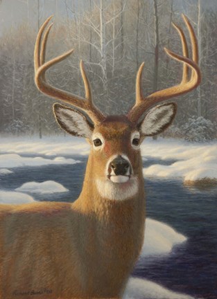 Framed White Tail Deer Portrait Print