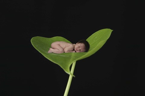 Framed Dean Lisa Baby On Leaf Print