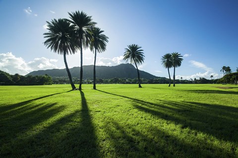 Framed Kapiolani Park Classic Treeline Print