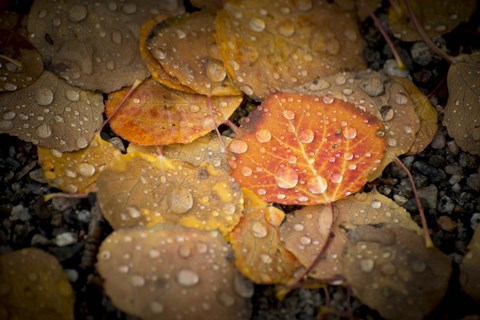 Framed Fall Rains Print
