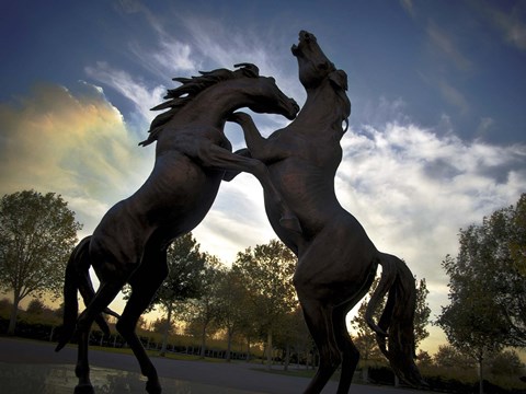 Framed Stallions Print