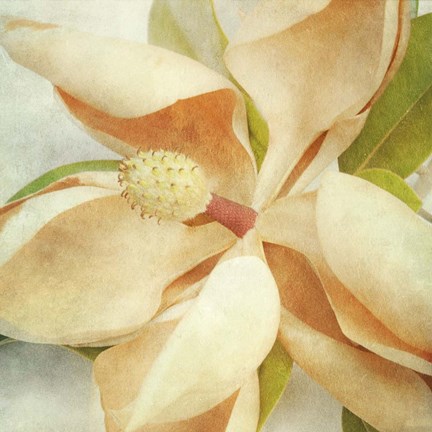 Framed Vintage Magnolia I Print