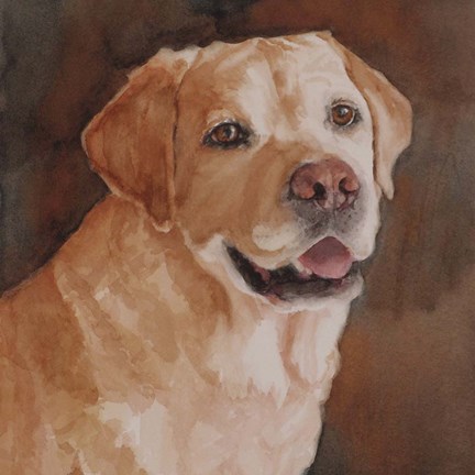 Framed Cody Yellow Lab Print