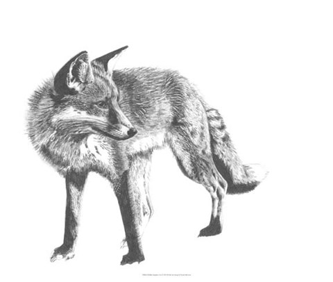 Framed Wildlife Snapshot: Fox Print