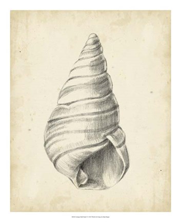 Framed Antique Shell Study V Print