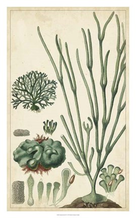 Framed Turpin Seaweed VI Print