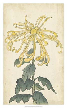 Framed Elegant Chrysanthemums II Print