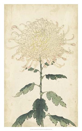 Framed Elegant Chrysanthemums III Print