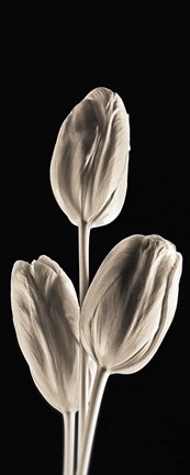 Framed Tulips (panel) Print