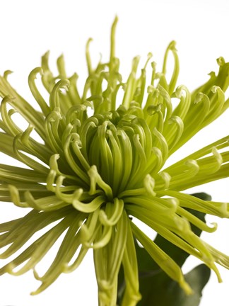 Framed Green Chrysanthemum 1 Print