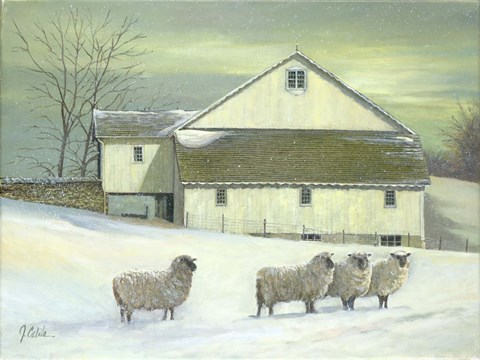 Framed Sheep At Granough Print