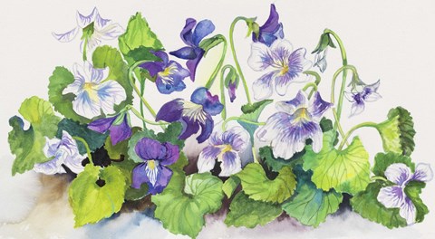 Framed Violets Print