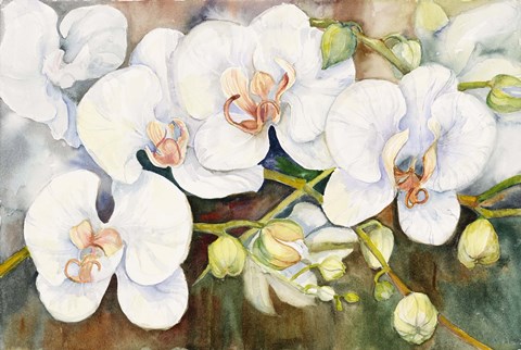Framed Stem Of Orchids Print