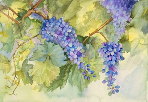 Framed Grape Vineyard Print