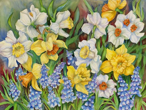 Framed Daffodils And Grape Hyacinths Print