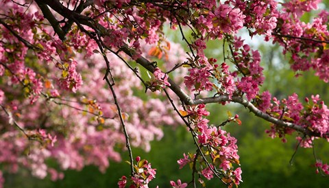 Framed Cherry Blossoms Print