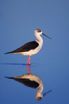 Framed Black-Winged Stilt Bird Print