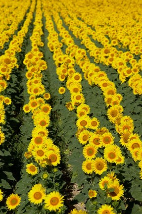 Framed Sunflowers, Provence, France Print