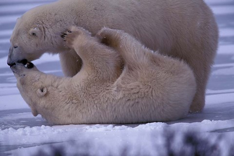 Framed Polar Bears in Canada Print