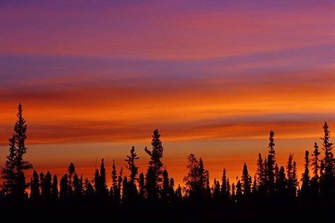 Framed Sunrise Over a Boreal Forest Print