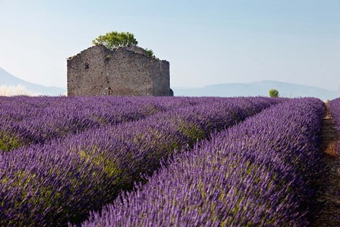 Framed Lavender fields, Provence, France Print