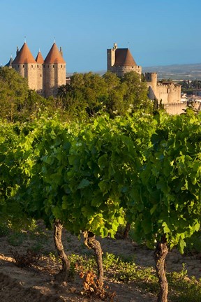 Framed Vineyard Overlooking La Cite Carcassonne Print