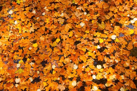 Framed Autumn Leaves, Jardin du Luxembourg Print