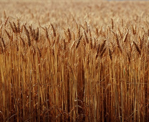 Framed Field of Wheat, France Print