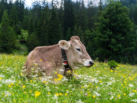 Framed Cattle on Karwendel Mountain Range Print