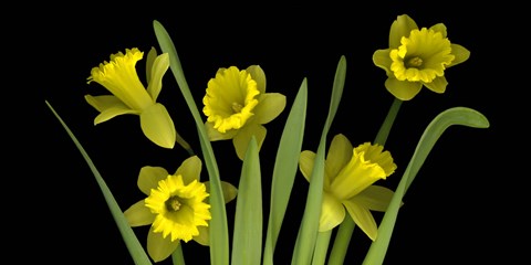 Framed Daffodils 4 Print