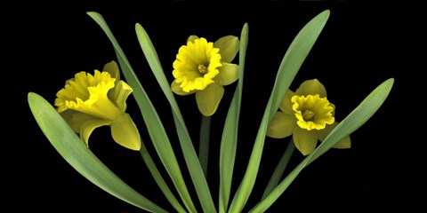 Framed Daffodils 5 Print