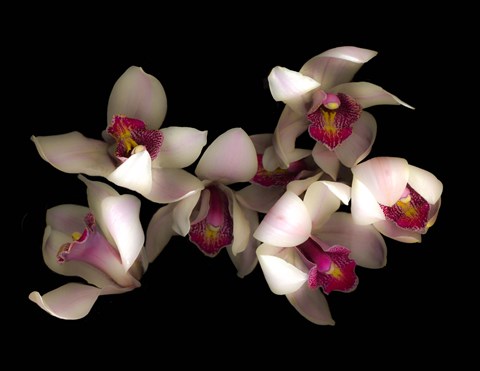 Framed Pink &amp; Fushia Orchid 1 Print