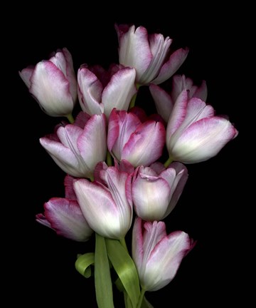 Framed Tulips1 Print