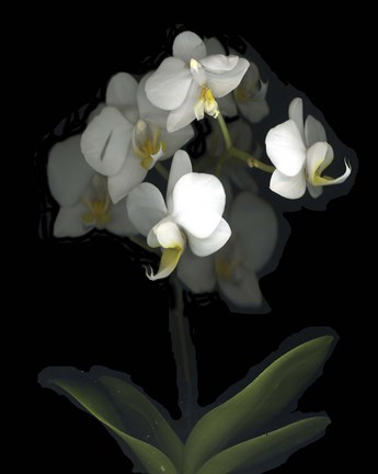 Framed Mini White Orchids Print