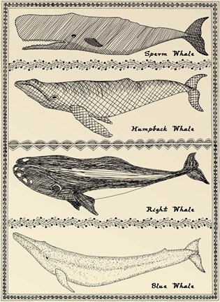 Framed Scrimshaw Whale Print