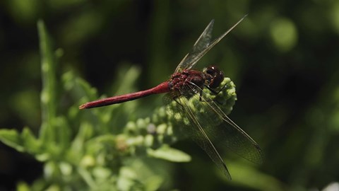 Framed Shades Of Nature Red Dragonfly Print