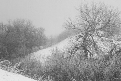 Framed Winter Snow And Brush I Print