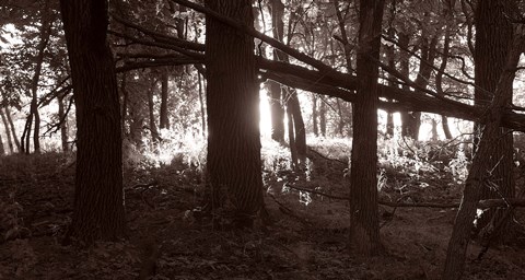 Framed Woods And Sunlight II Print