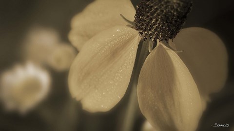 Framed White Flower In Field Closeup II Print