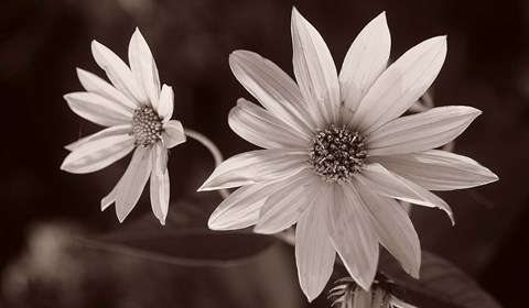 Framed Buffalo River Flower Duo Print