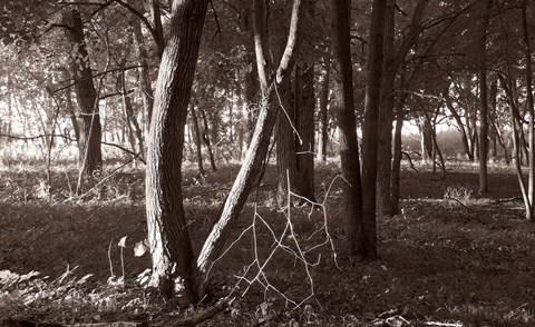 Framed Woods In Sunlight Print