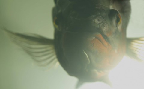 Framed Green Underwater Fish Closeup Print