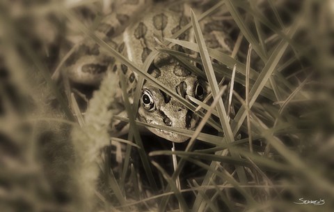 Framed Frog Hidden Behind Grass Blades Print