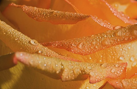 Framed Rose Orange Petals And Raindrops Print