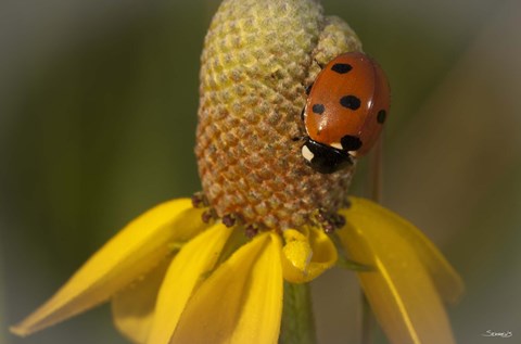 Framed Ladybug On Yellow Flower Print