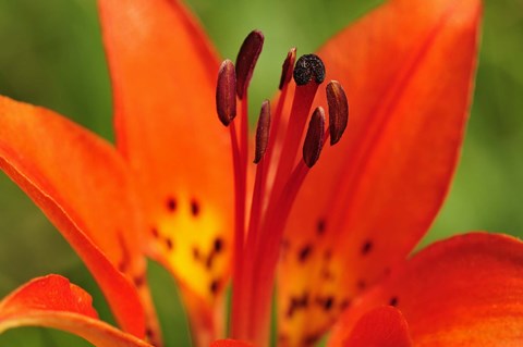 Framed Red Lily Closeup Print
